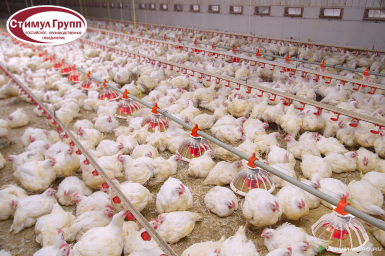 Прочее - СТИМУЛ ГРУПП Комплект напольного оборудования  для бройлера