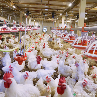 Прочее - СТИМУЛ ГРУПП Комплект напольного оборудования  для бройлера