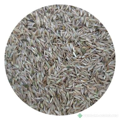 Семена кормовых трав - Овсяница луговая