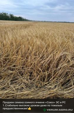Семена ячменя - Семена озимого ячменя