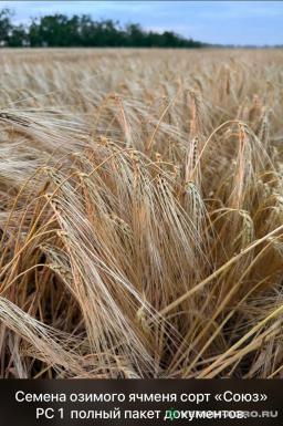 Семена ячменя - Семена озимого ячменя