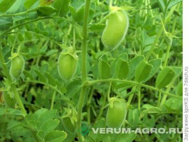 Семена гороха - Семена нута 