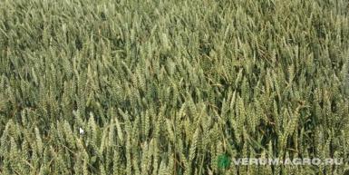 Семена пшеницы - Озимая пшеница «Алексеич»