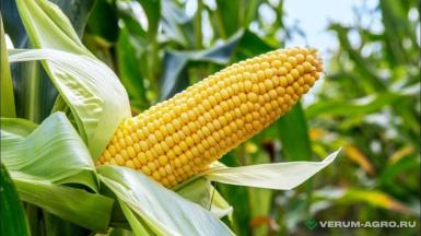 Семена кукурузы - Семена кукурузы гибрид Гиперборей