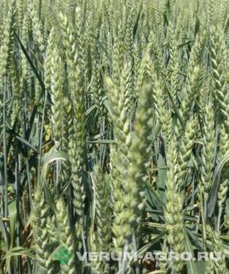 Семена пшеницы - Озимая пшеница «ГРОМ»