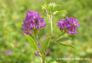 Семена кормовых трав - Семена люцерны  Багира