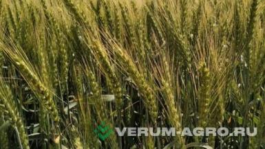 Семена пшеницы - Озимая пшеница «СЕКЛЕТИЯ»