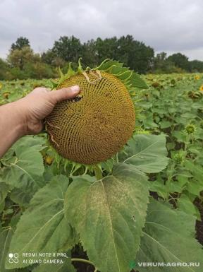 Семена подсолнечника - АИРИШ Семена подсолнечника