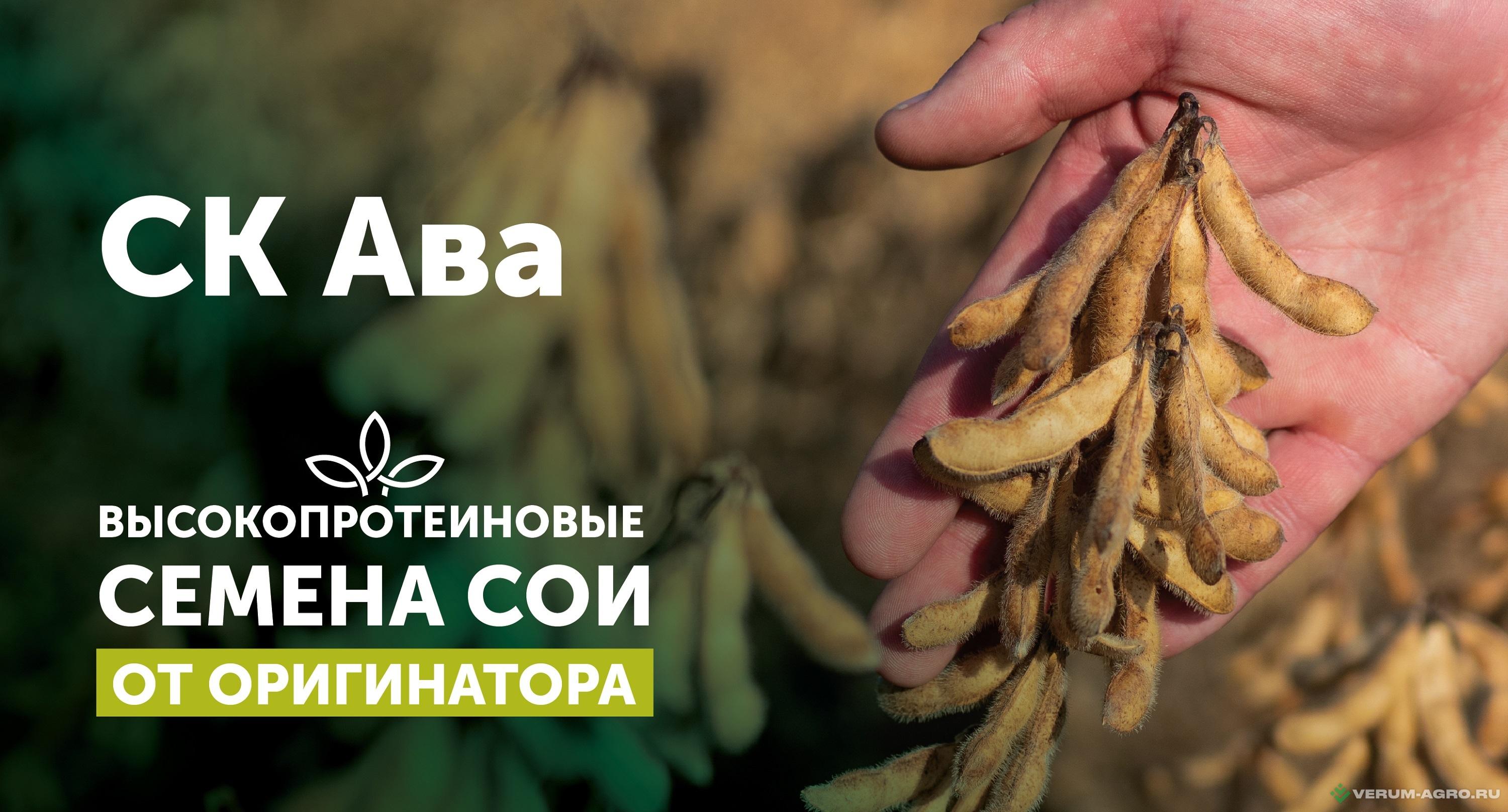 Семена сои - СК Ава семена сои 