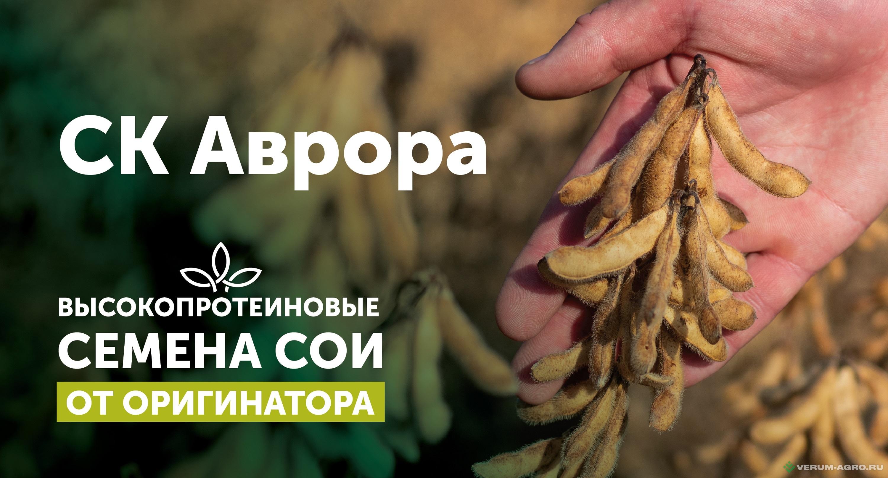 Семена сои - СК Аврора семена сои 