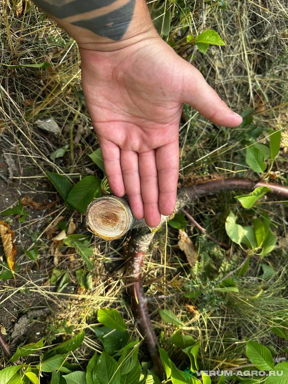 Прочее - SUNCO GX-7+5 Chopper обрезчик дисковый D400, 12 пил