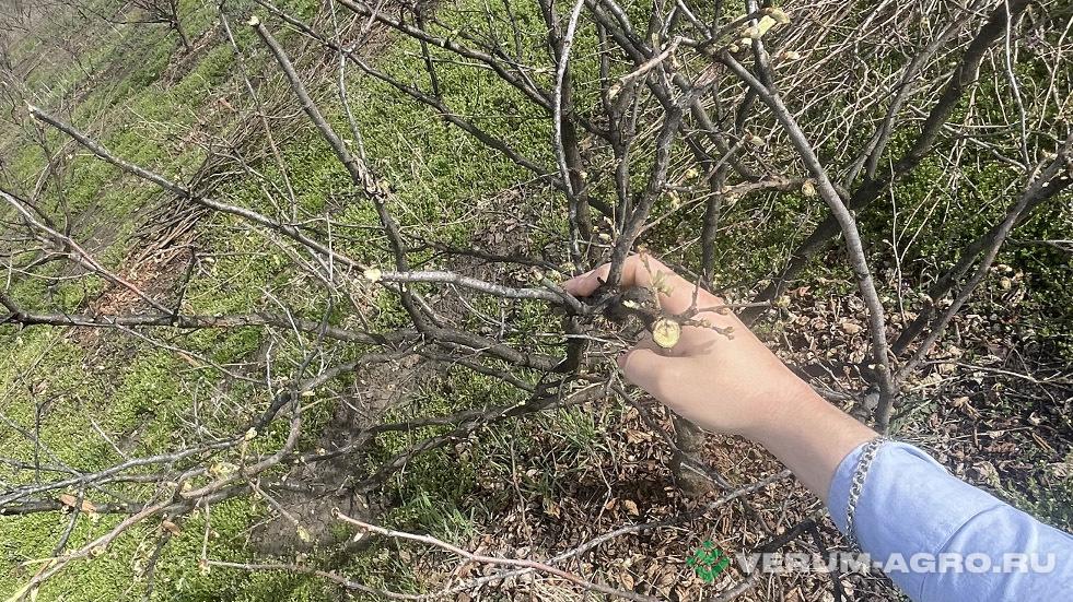 Прочее - SUNCO GX-7+5 Chopper обрезчик дисковый D400, 12 пил