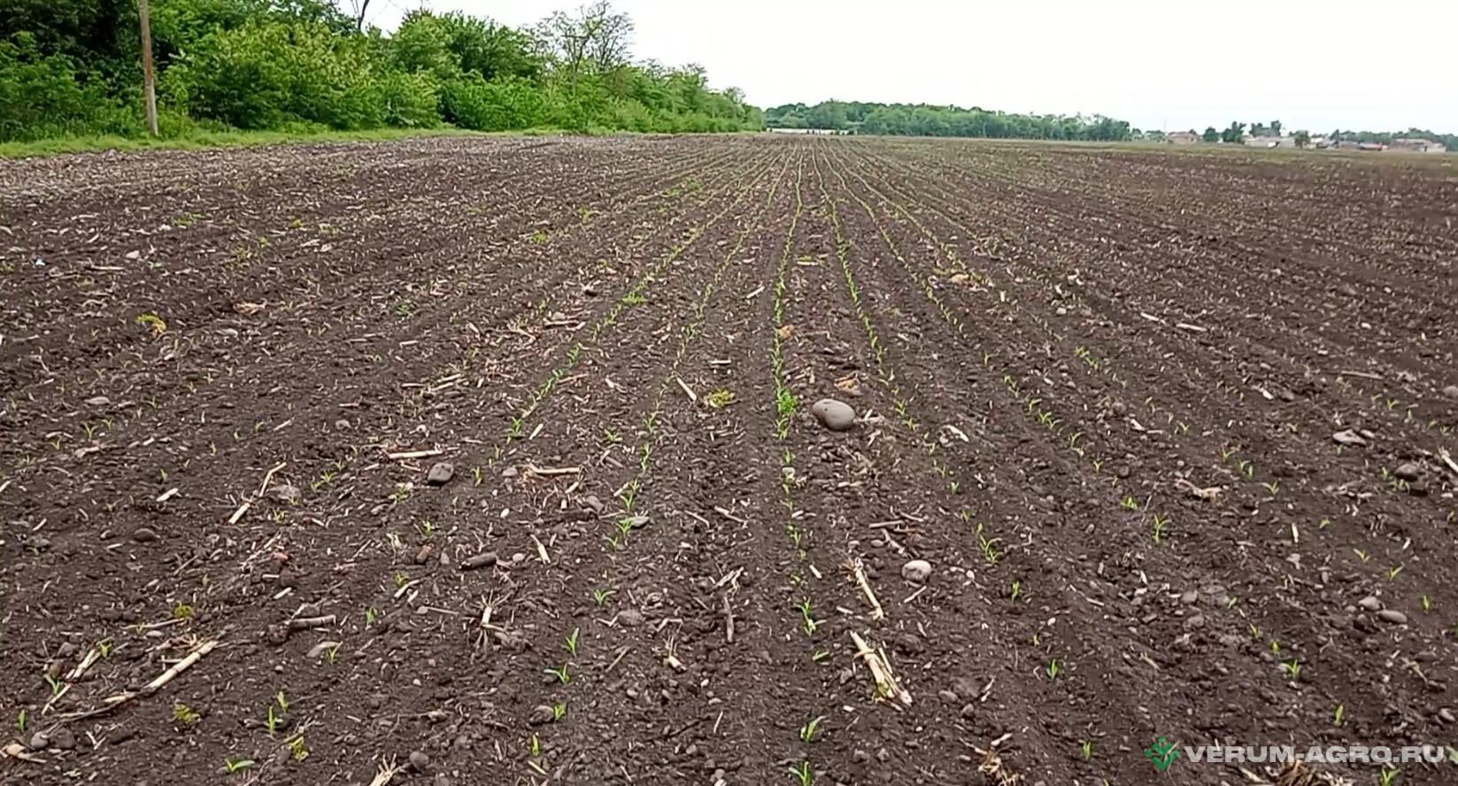 Сеялки - БЕЛАГРОМАШ Сеялка пропашная СП-6