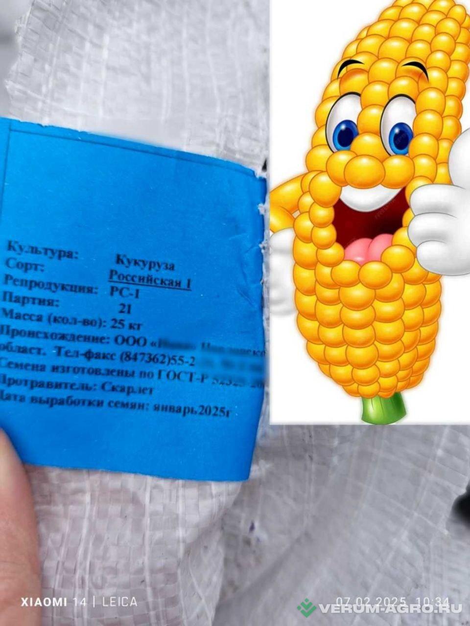 Семена кукурузы - Семена кукурузы 