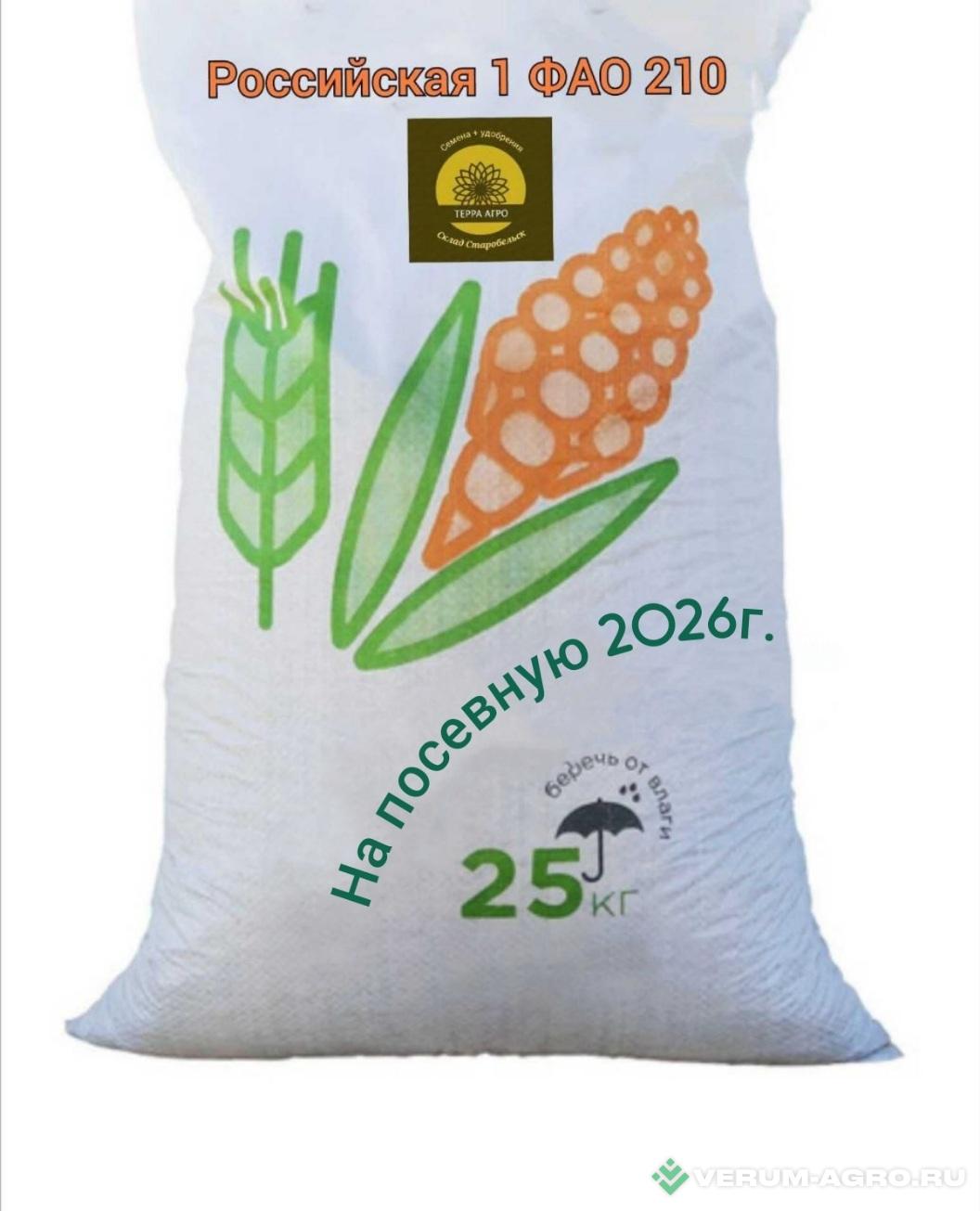 Семена кукурузы - Семена кукурузы 