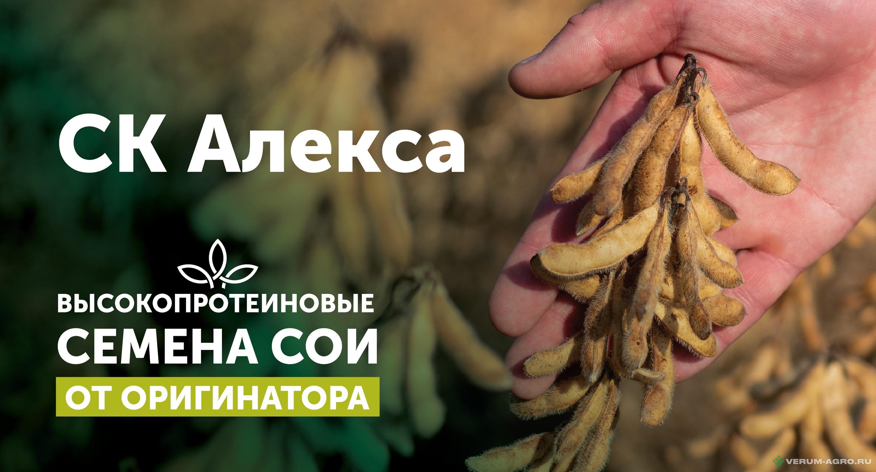 Семена сои - СК Алекса семена сои 