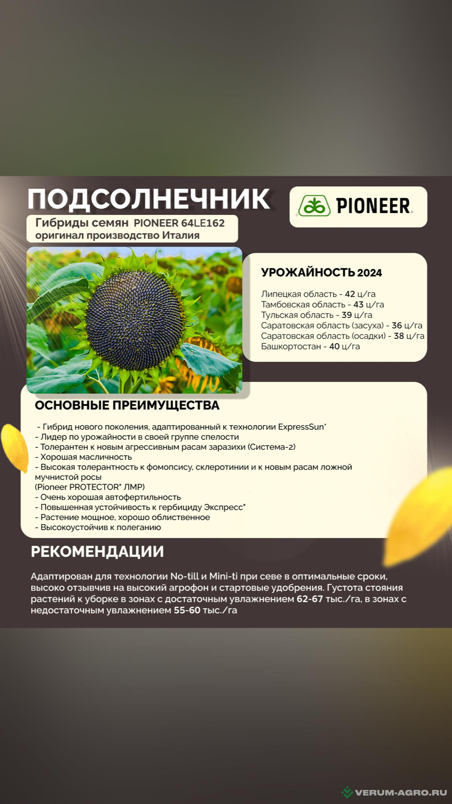 Семена подсолнечника - PIONEER 64LE162 