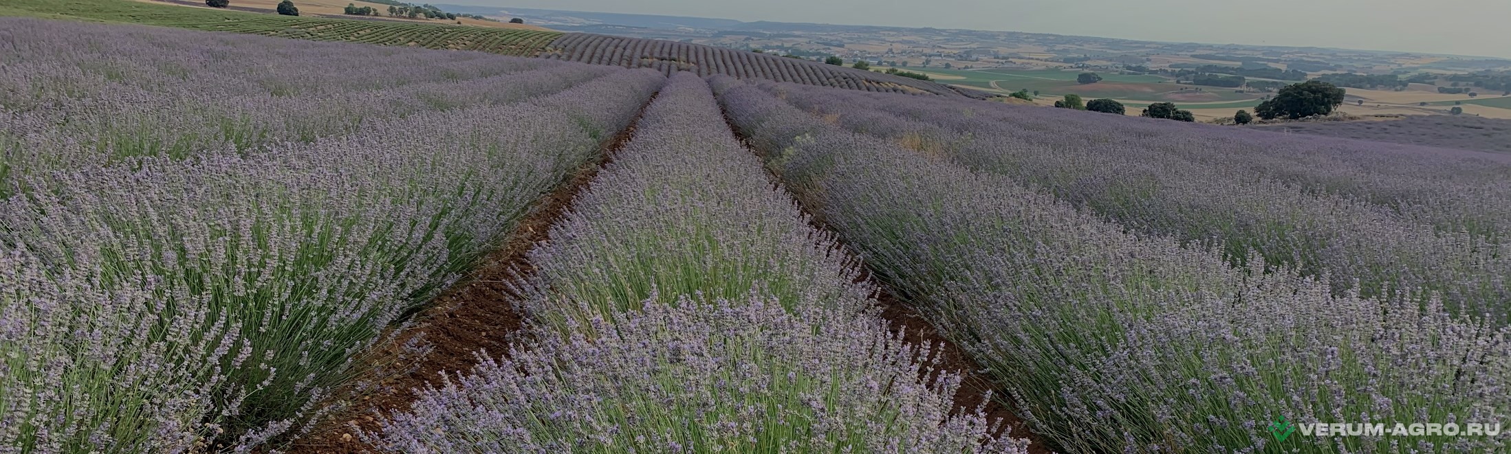 Специальные комбайны - BROCH COPAM-1 комбайн для уборки лаванды