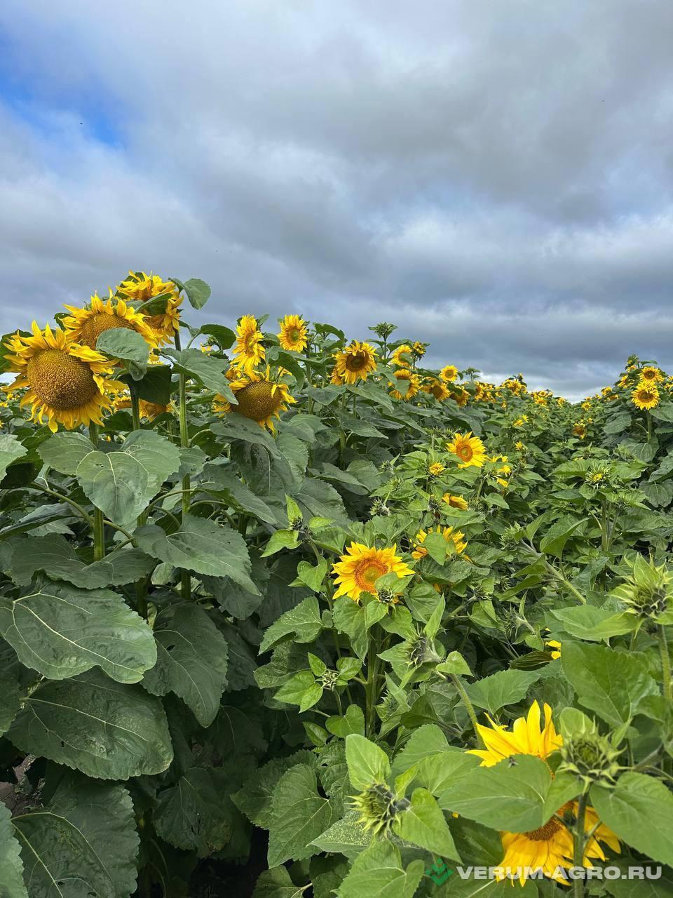 Семена подсолнечника - АИРИШ Семена подсолнечника