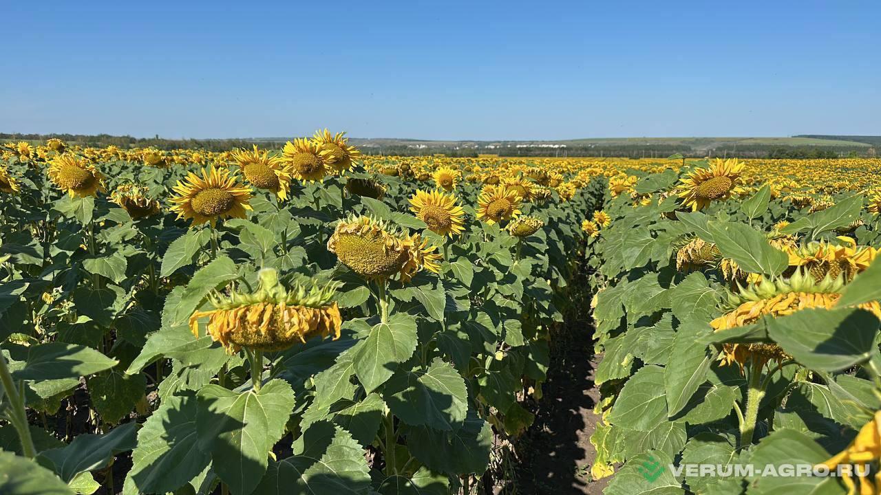 Семена подсолнечника - АИРИШ Семена подсолнечника