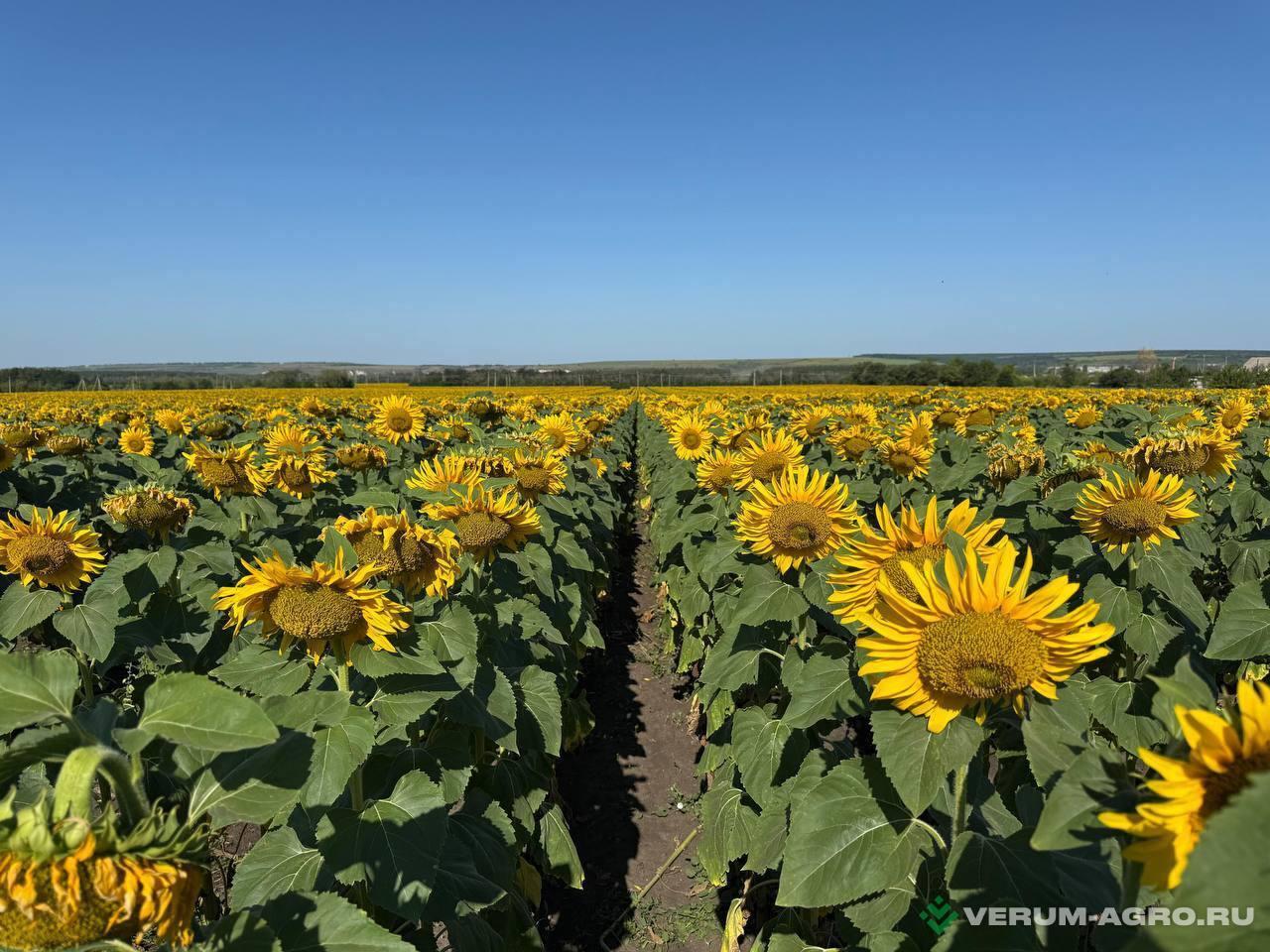 Семена подсолнечника - АИРИШ Семена подсолнечника