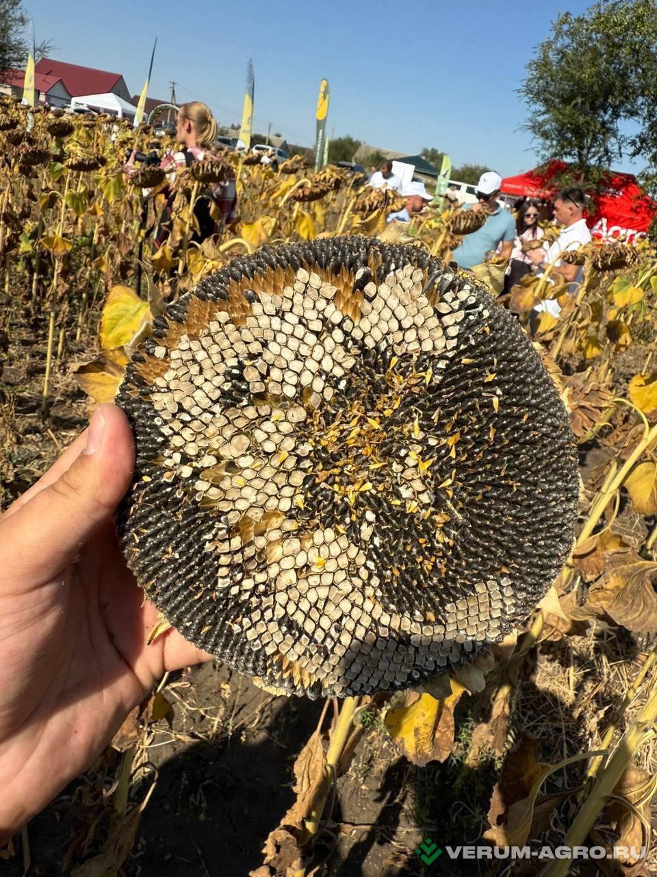 Семена подсолнечника - АИРИШ Семена подсолнечника